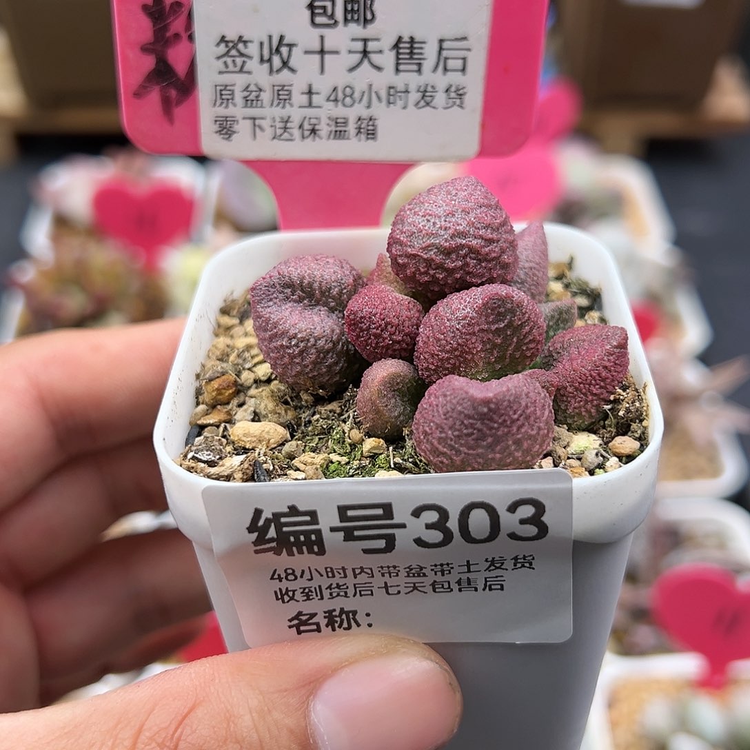 303水蜜桃多肉植物