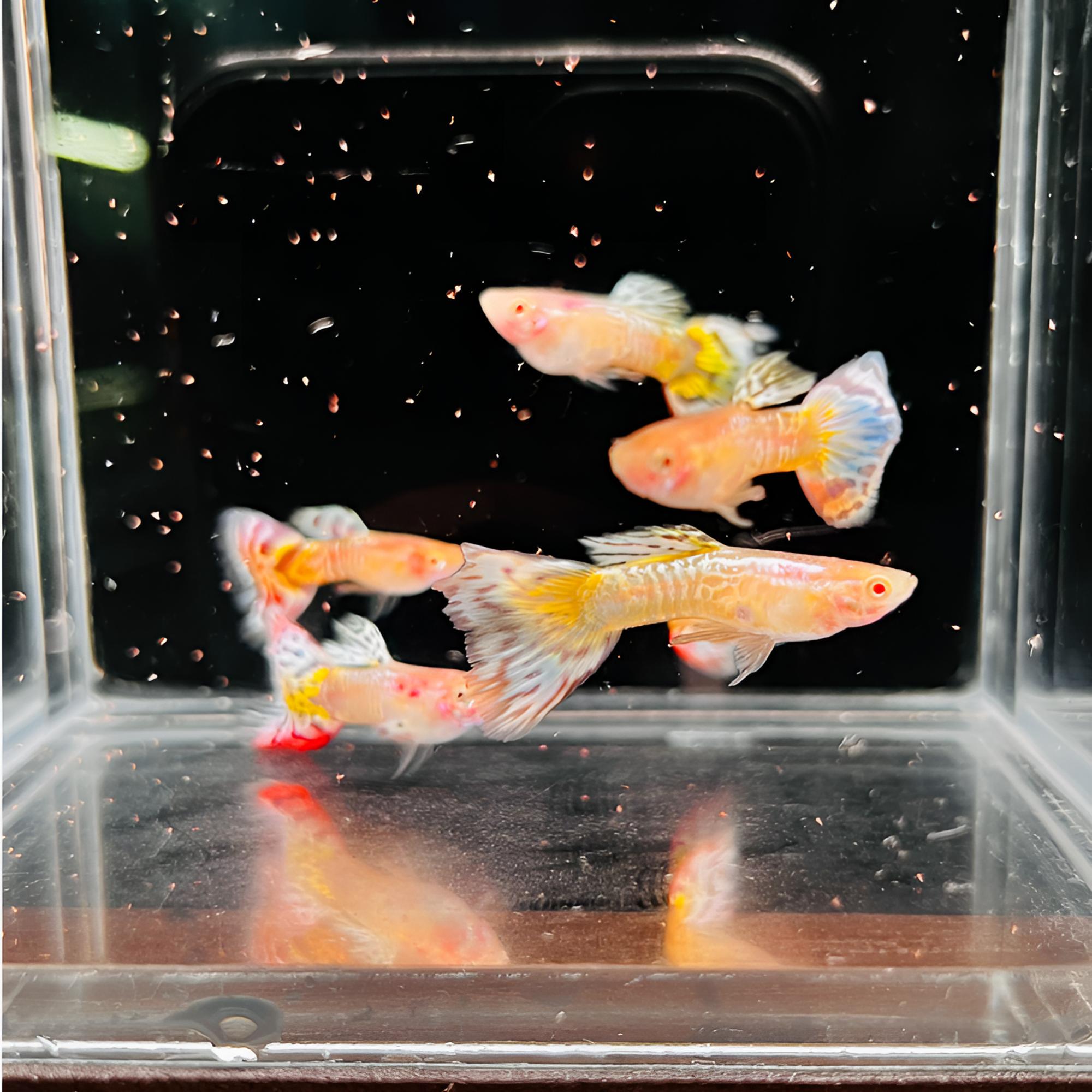 樱花马赛克孔雀鱼热带小型淡水好养耐活适合繁殖观赏