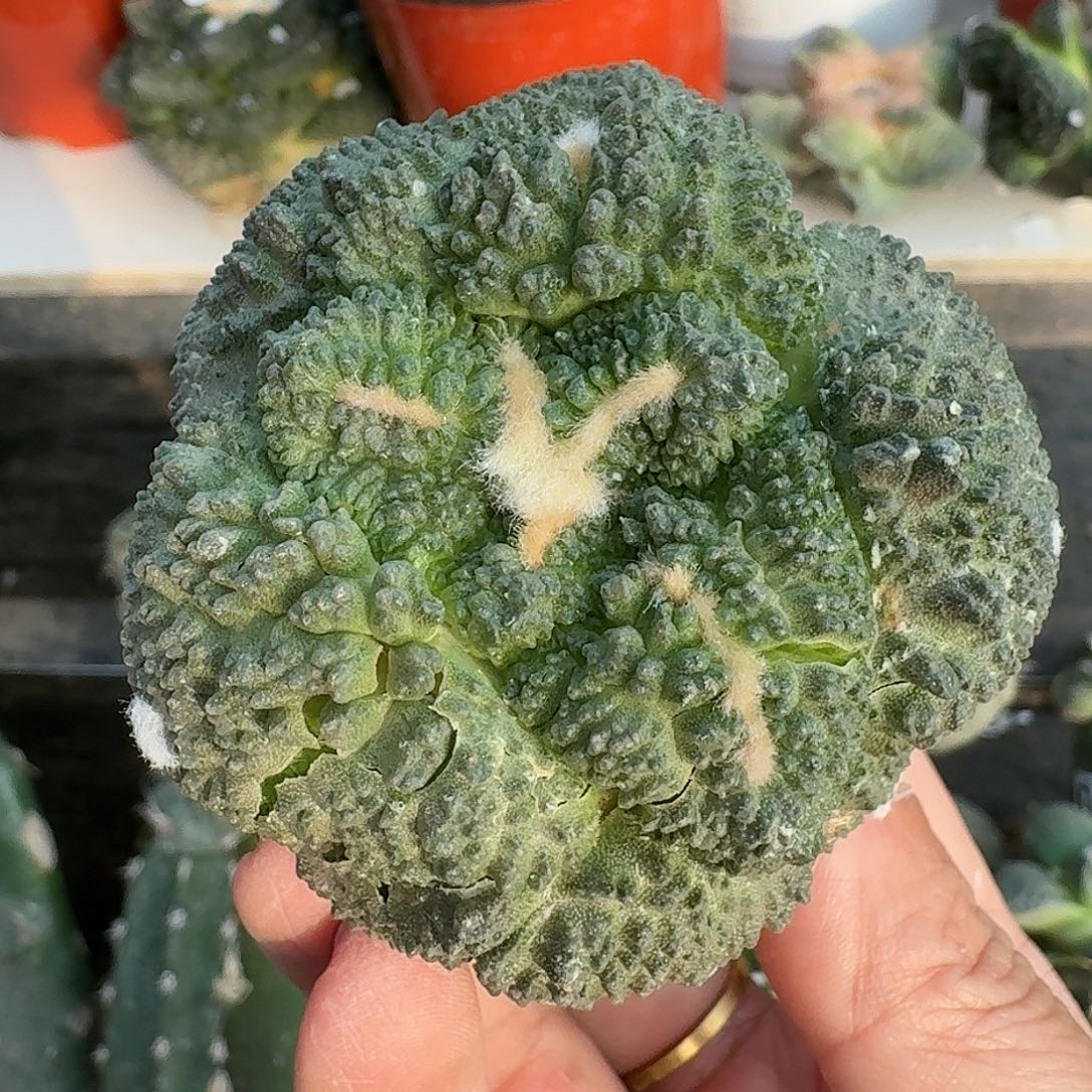 全部花朵大尤厚尤哥斯拉219