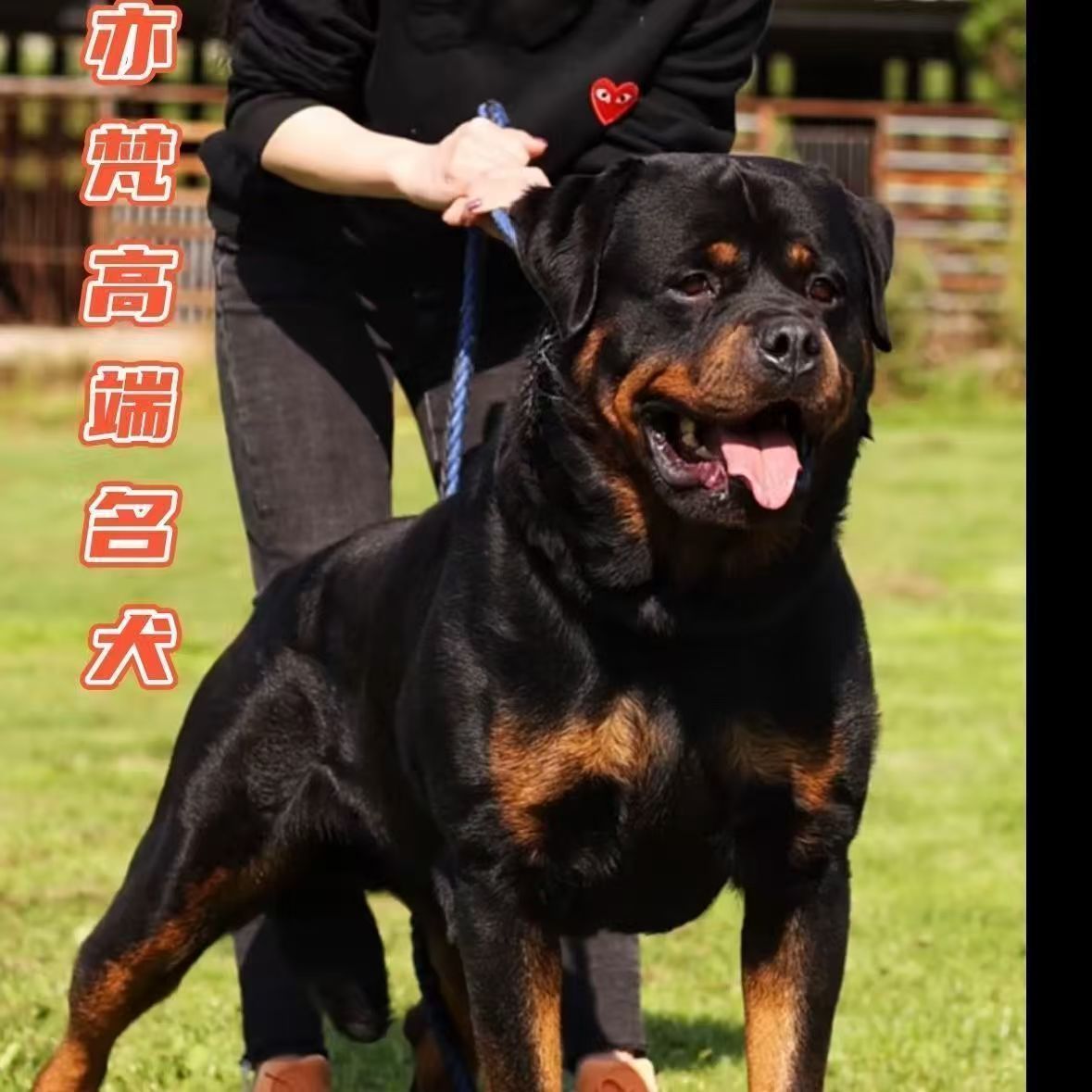 正品罗威纳幼犬活体罗威纳德系赛级宠物狗大型护卫犬防爆犬警犬