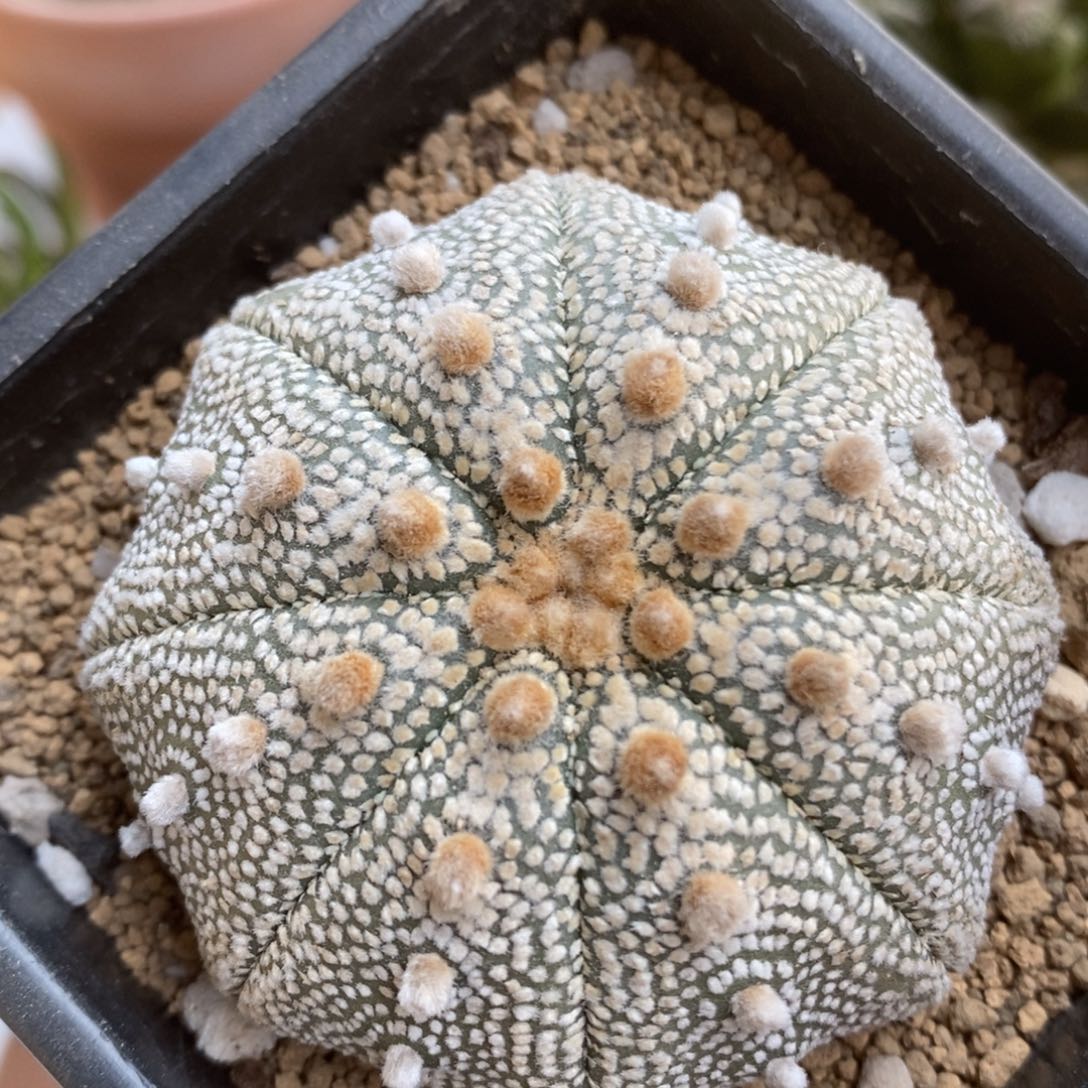 实生奇迹兜拍拍拍