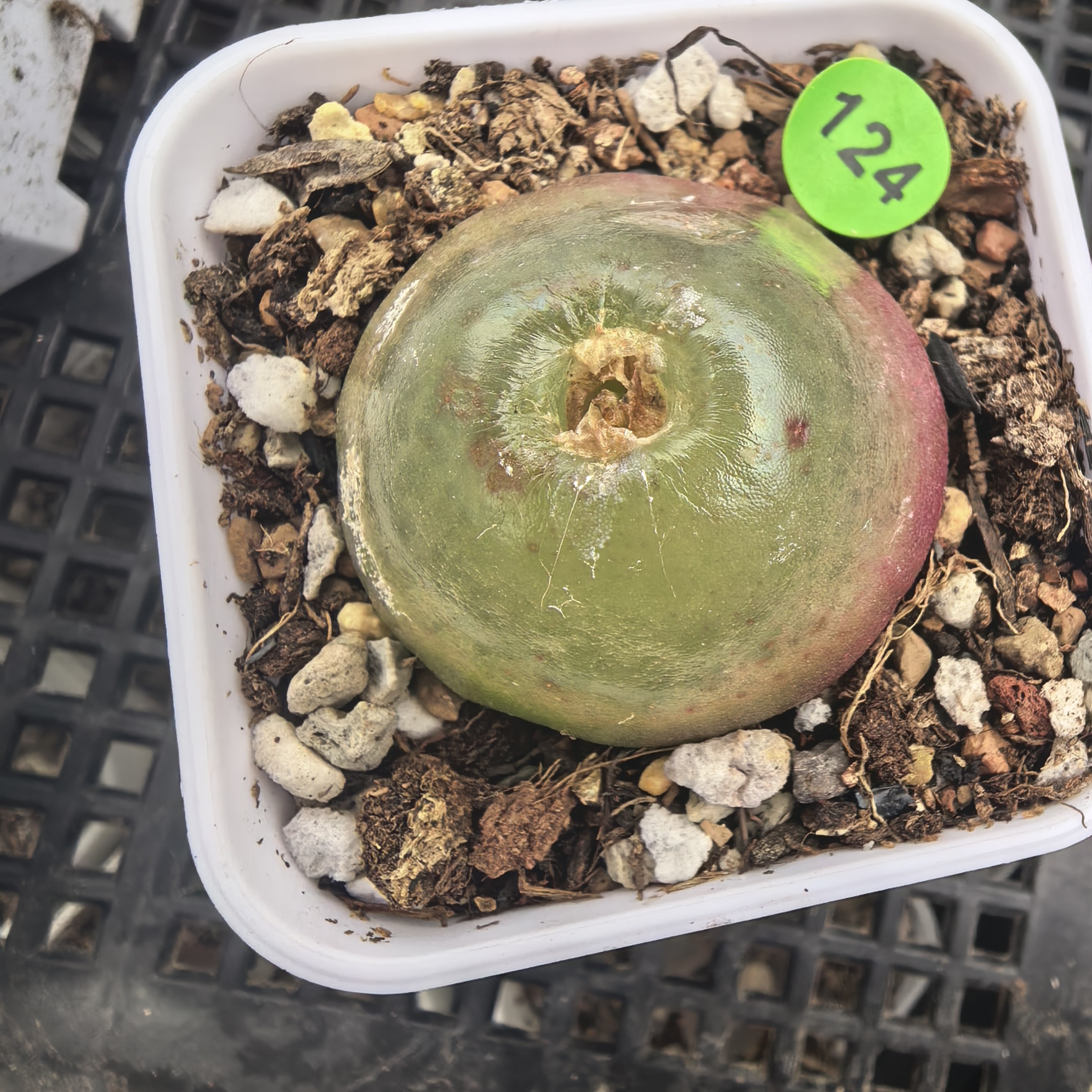 灯泡3.1-3.3CM（瑕疵）带盆多肉124