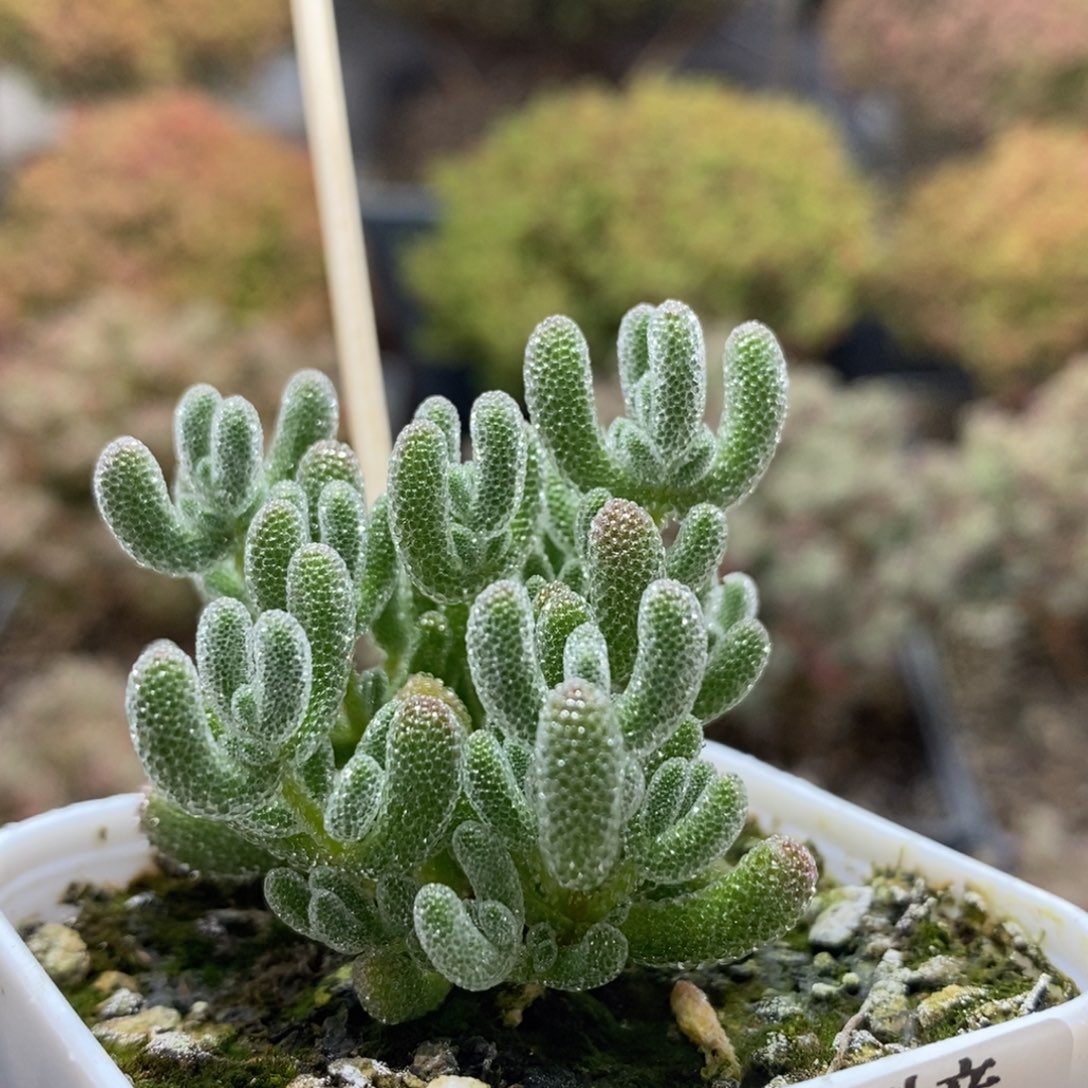 优选冰晶0310枝干番杏