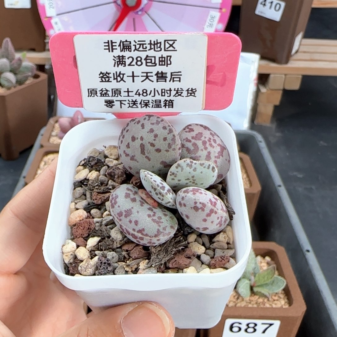 660巨型花旦多肉