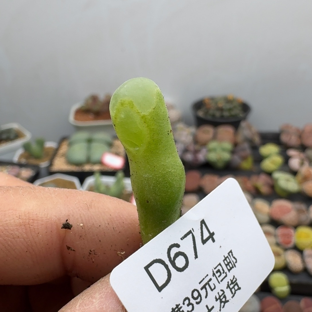 674多肉给哥哥哥哥