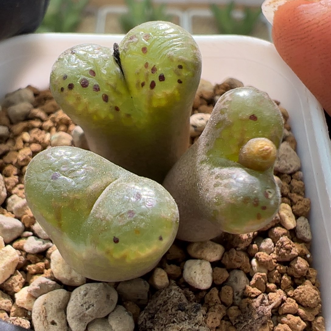 泡泡勋章一颗73。  