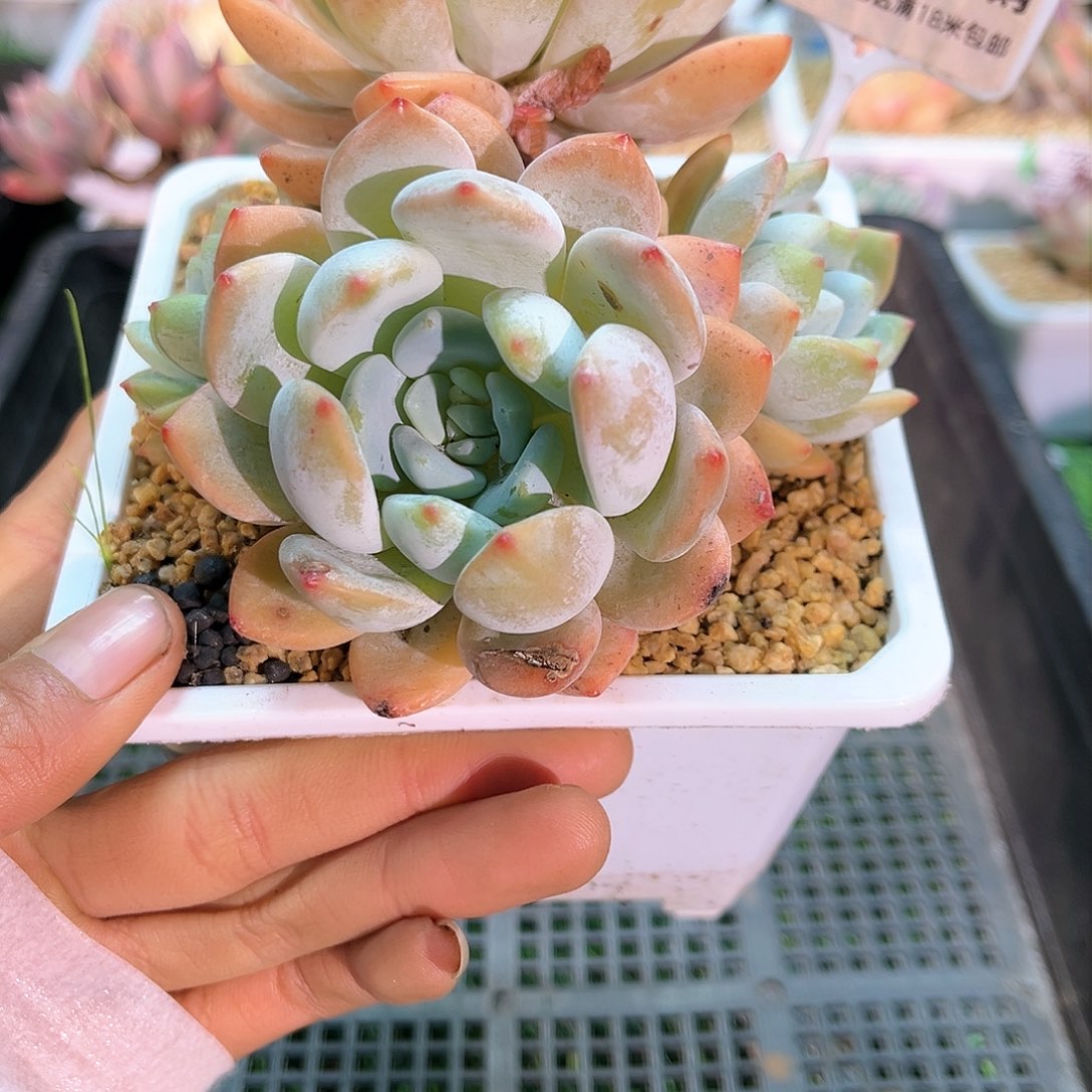 卉森多肉一物一拍编号175