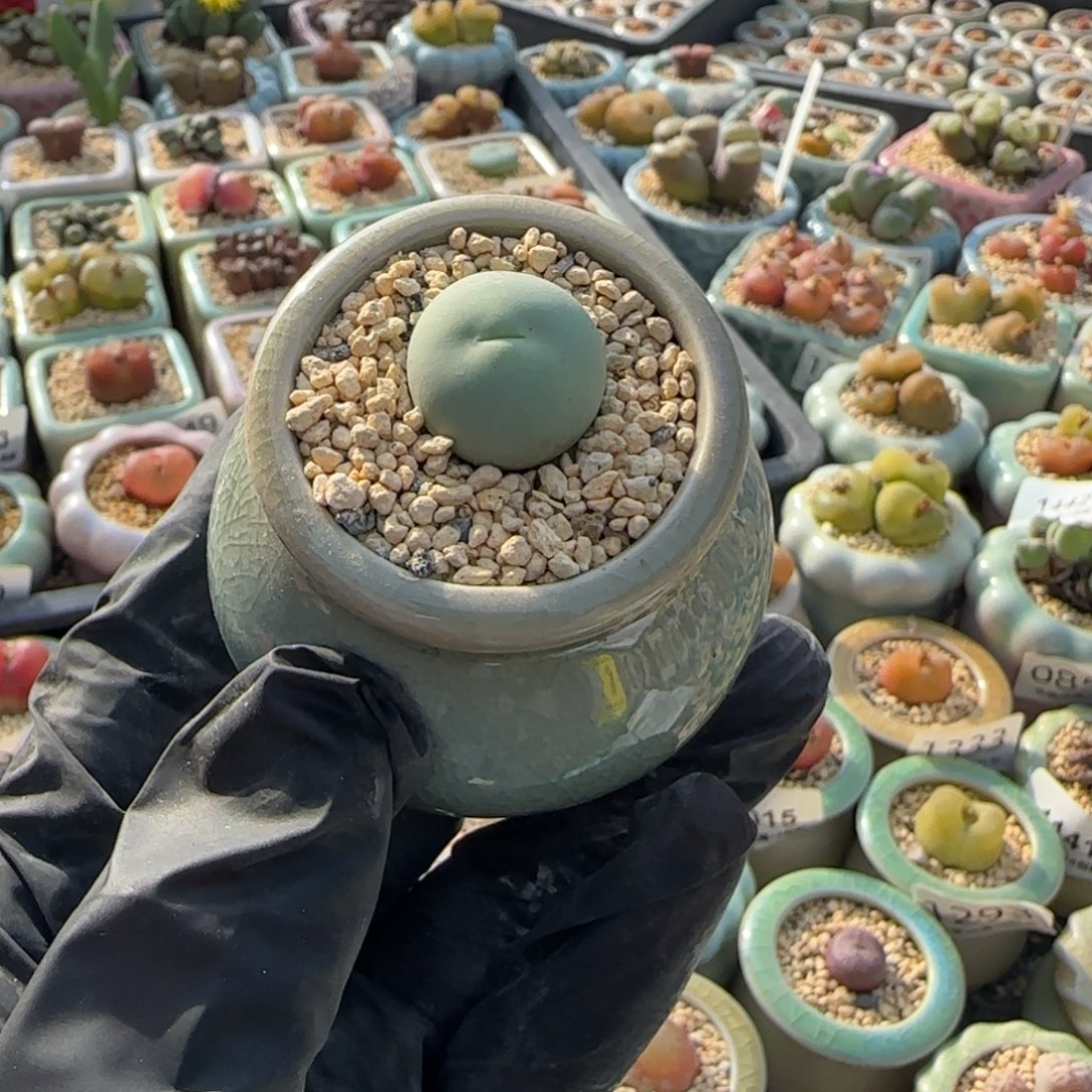 1474 一物一拍 带盆