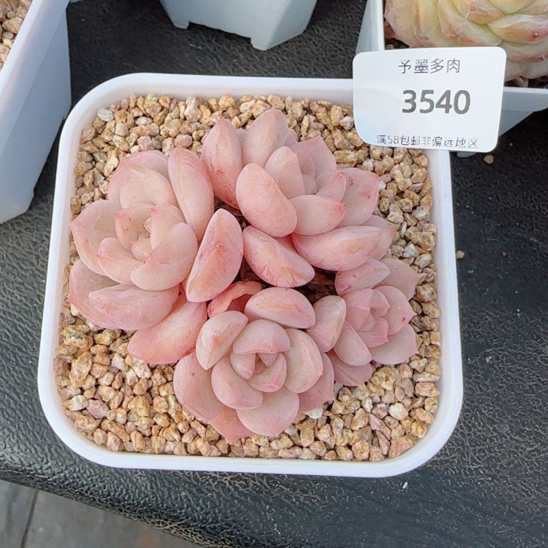 水晶桃子，3540多肉