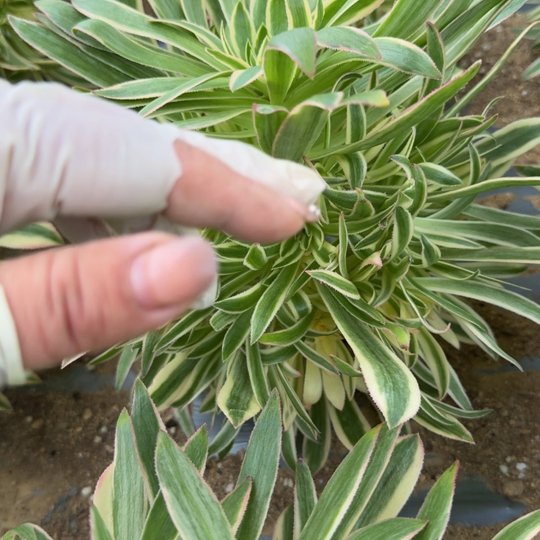 1438夕颜。多肉植物