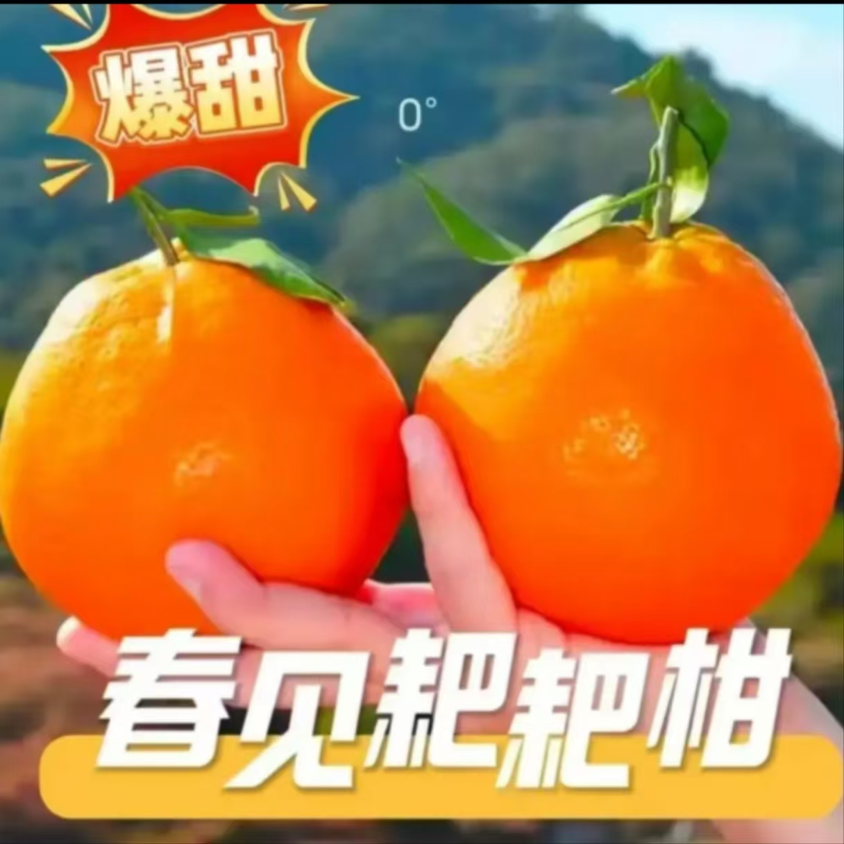 【1耙耙柑】现摘现发四川春见耙耙柑鲜甜多汁爽口细腻自然成熟