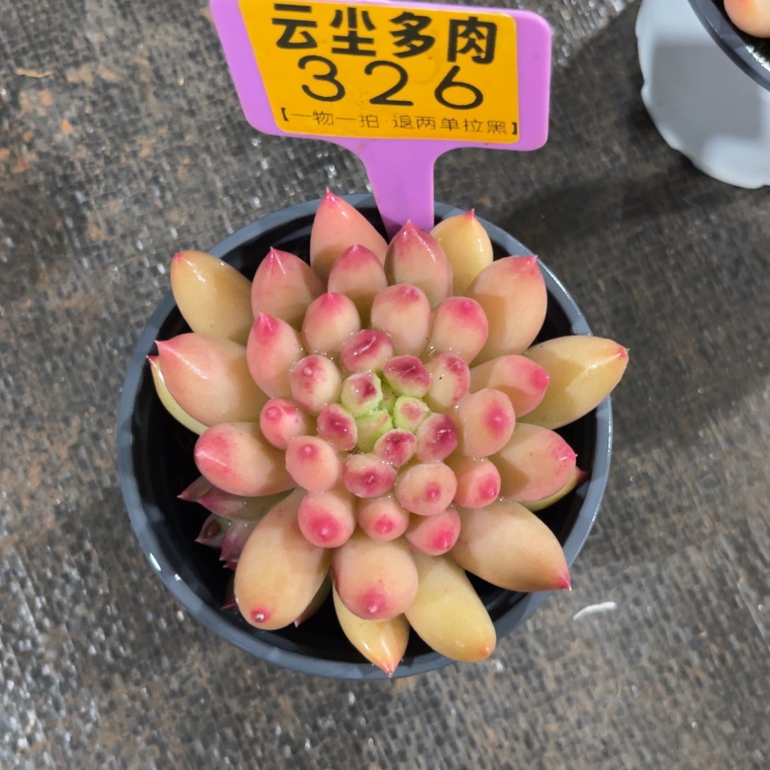 碧***蝴云尘多肉一物一拍326，