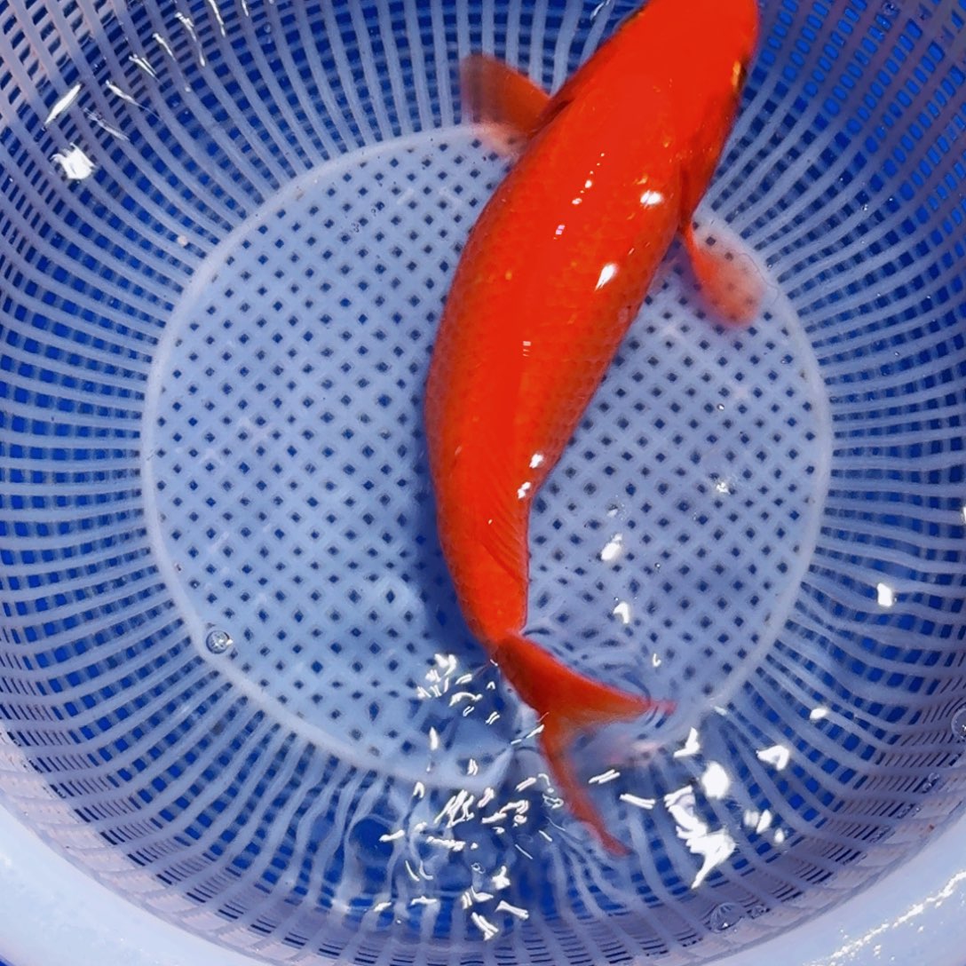 锦鲤精品甄选血统锦鲤