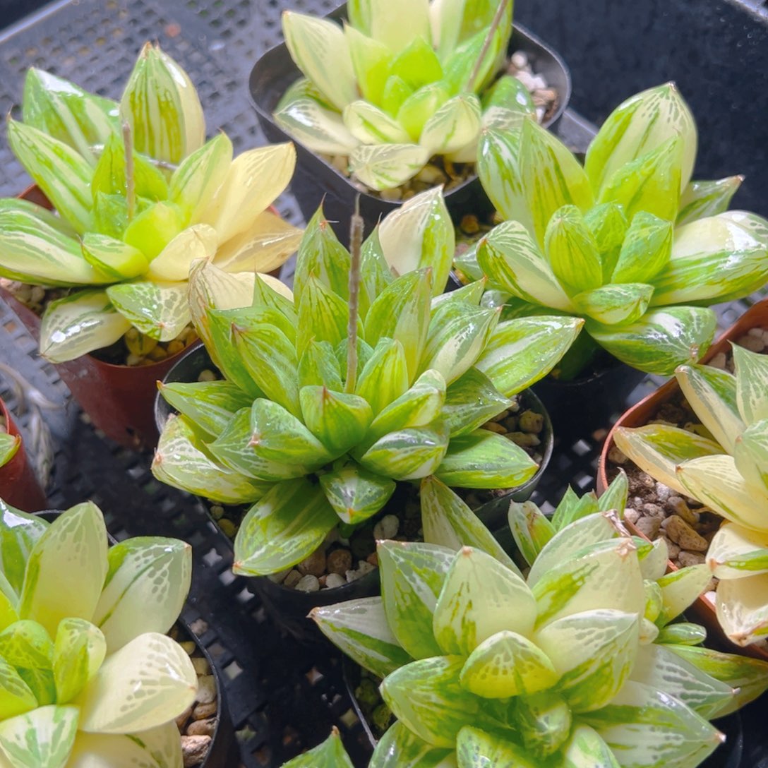 宝草锦玉露多肉多肉一颗