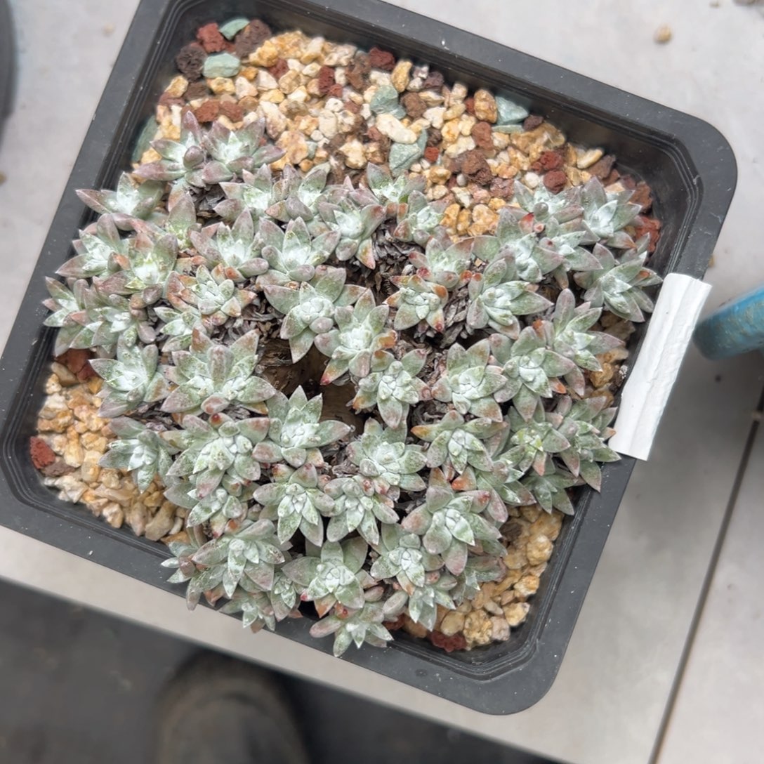 日系白菊～一物一拍2689