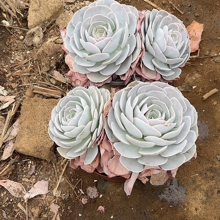 完全开放圣卡洛斯大双头两颗