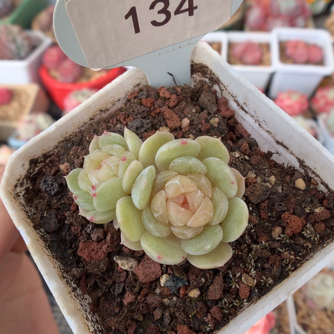 134白恋多肉植物福利