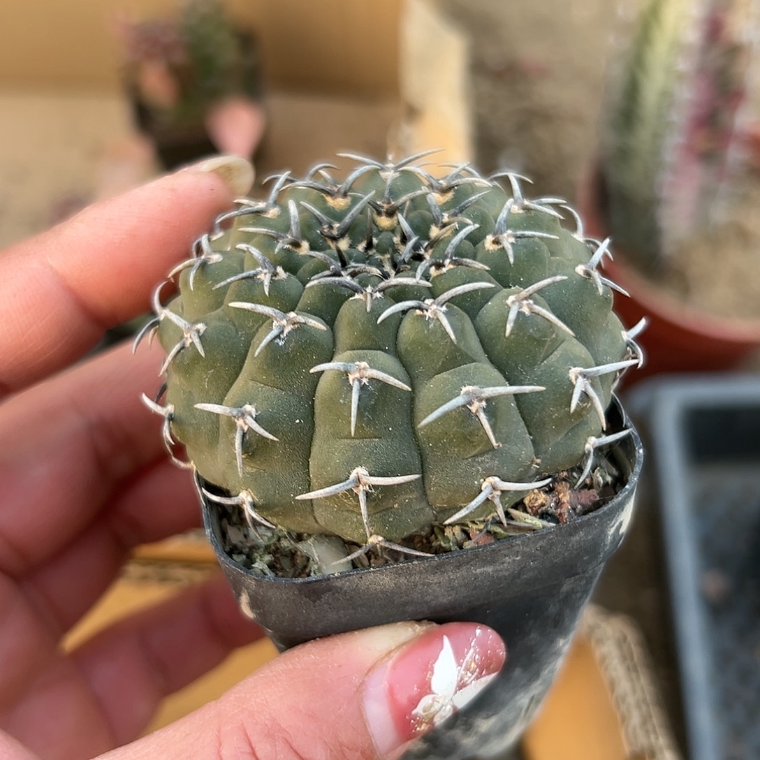 多肉植物多肉植物