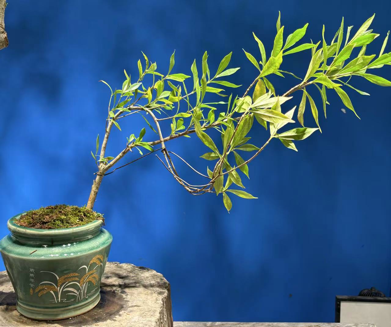 精品小栀子花