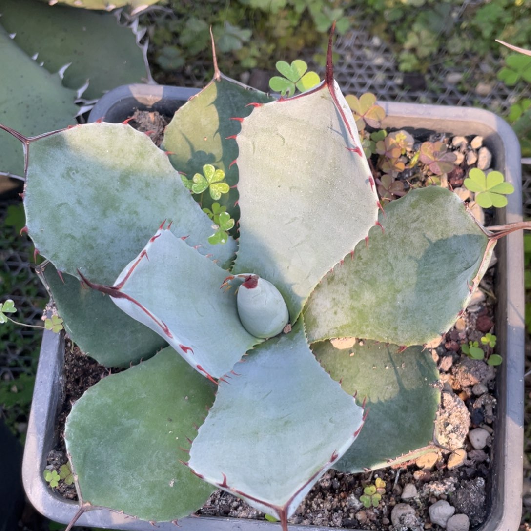 无花朵福克斯龙舌兰