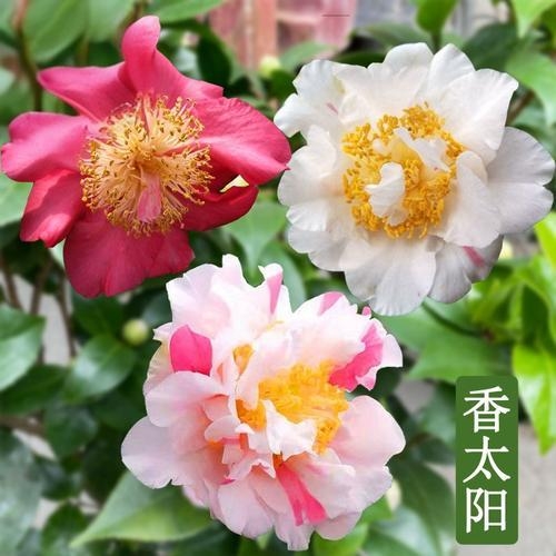 香太阳多色花香稀有名贵品种盆栽地栽室内室外好养易活花卉
