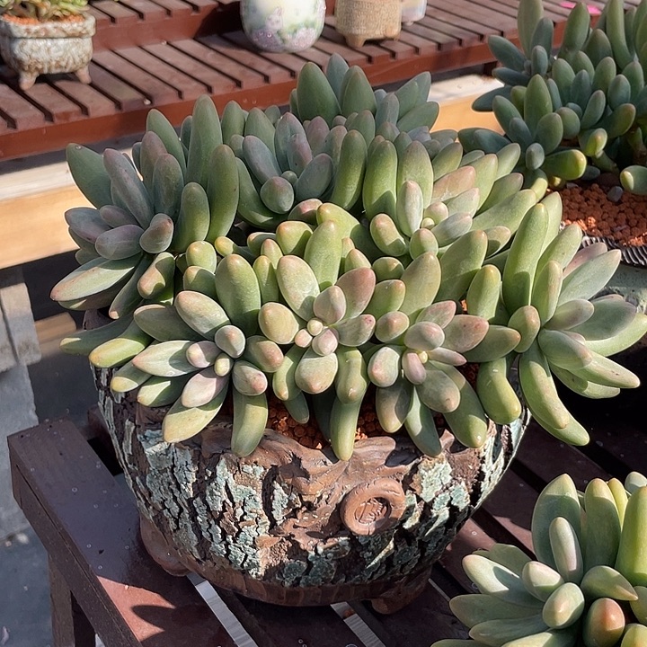 糖果美人多肉植物