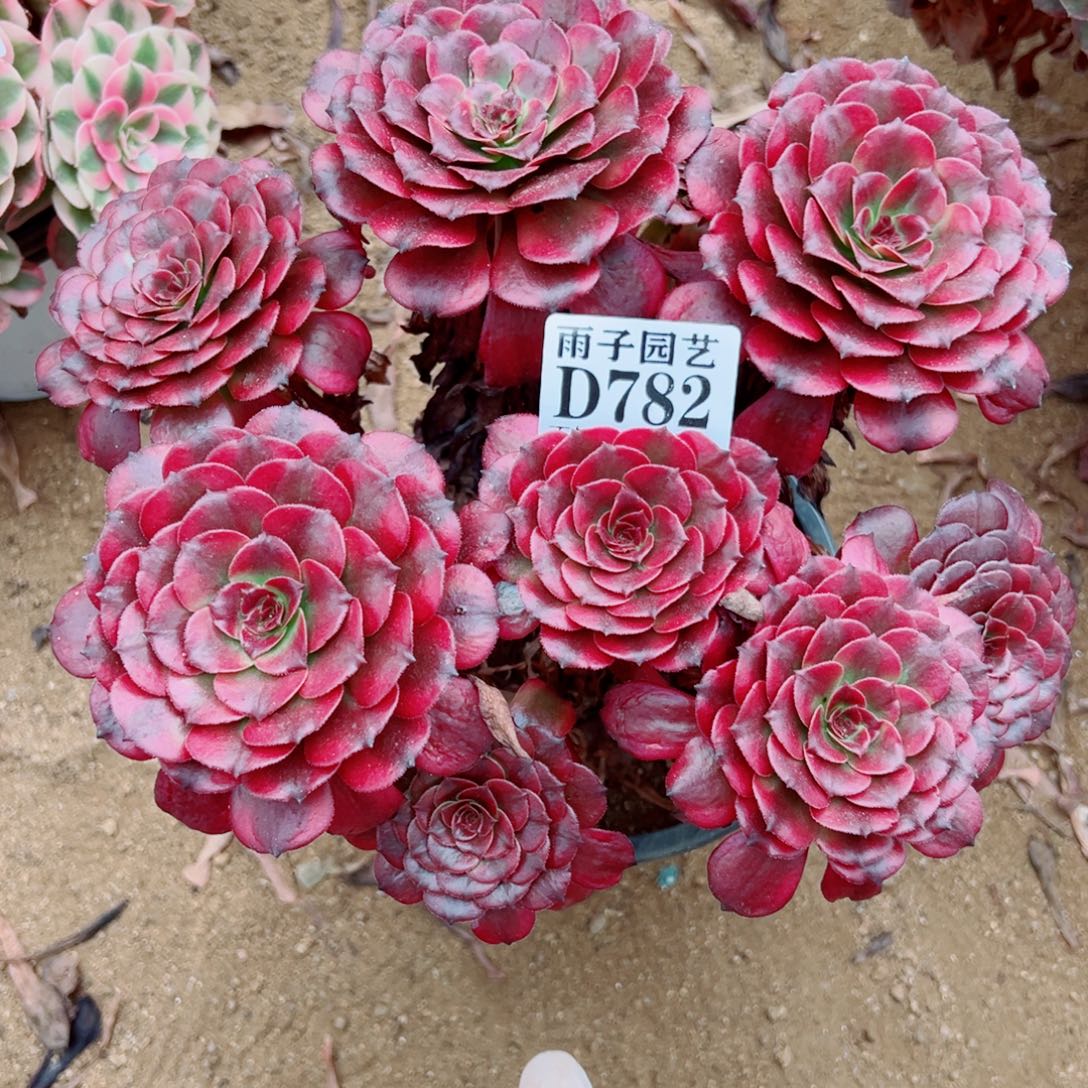 782美姬尺寸20左右