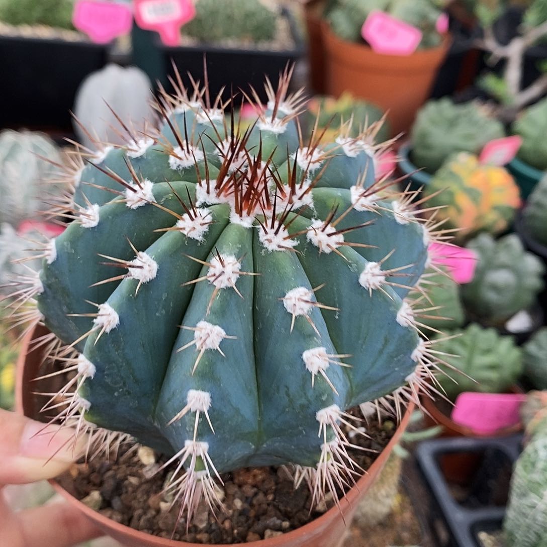 花花草草花花草草