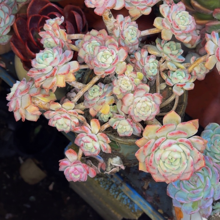 h***哥老桩精品肉肉千山雪