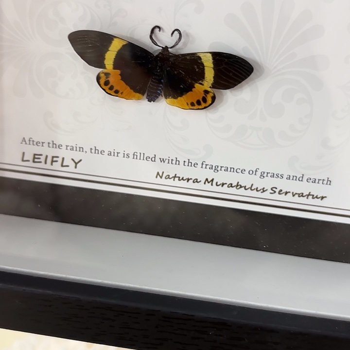 水***淋蝴蝶标本定制362@