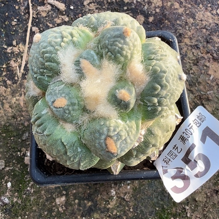 无花朵351白肌梦幻怒东八