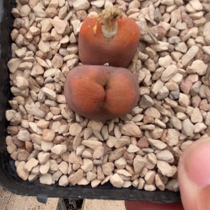 23562吕氏母本一颗