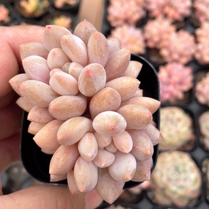 半夏多肉植物15.8一盆8888888