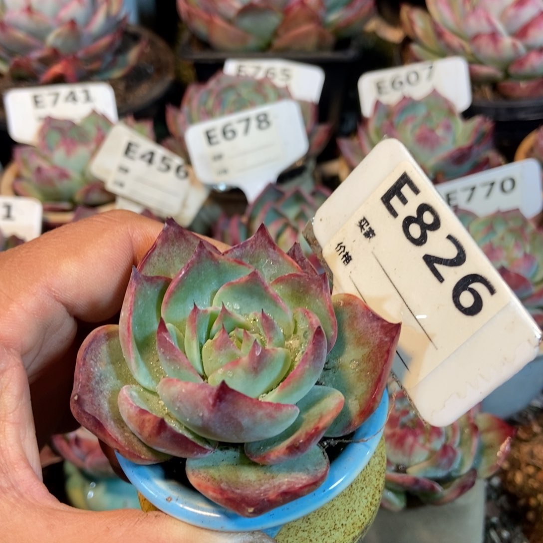 惊鸿一瞥826岁的