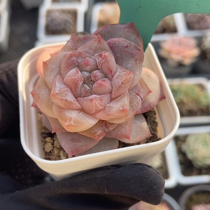 18粉钻多肉植物保护