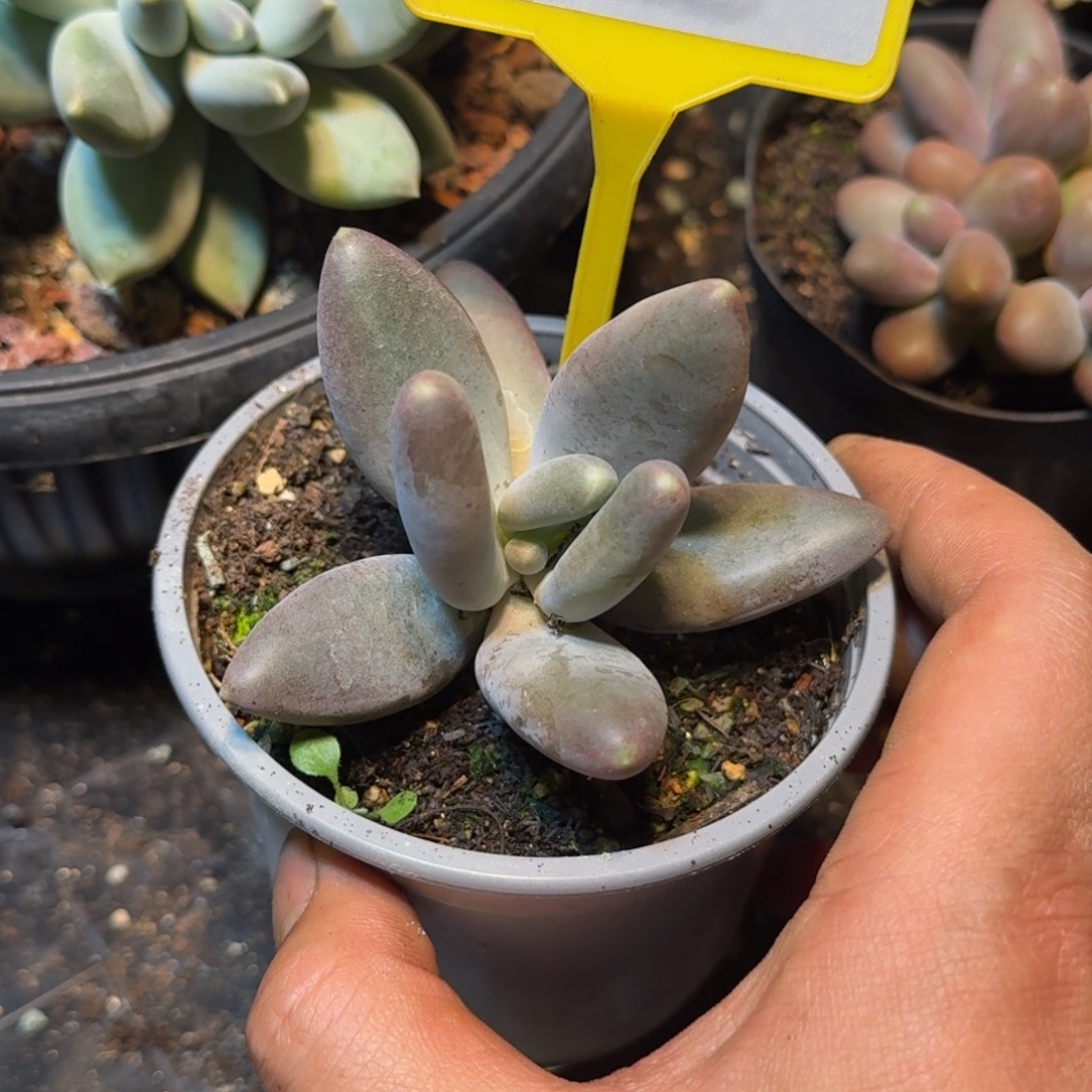 多肉植物栗子星球858