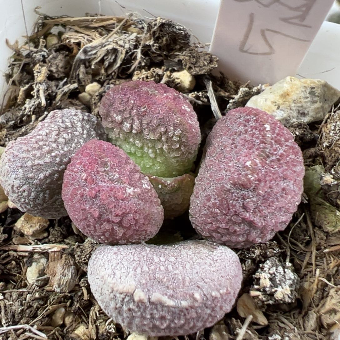 w夏娃多肉植物水泡