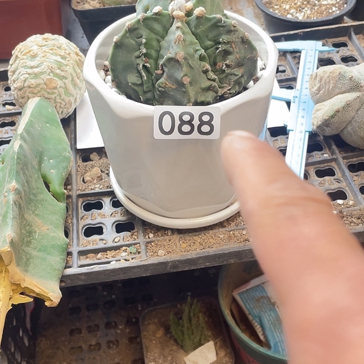 仙人球鸾核88号球