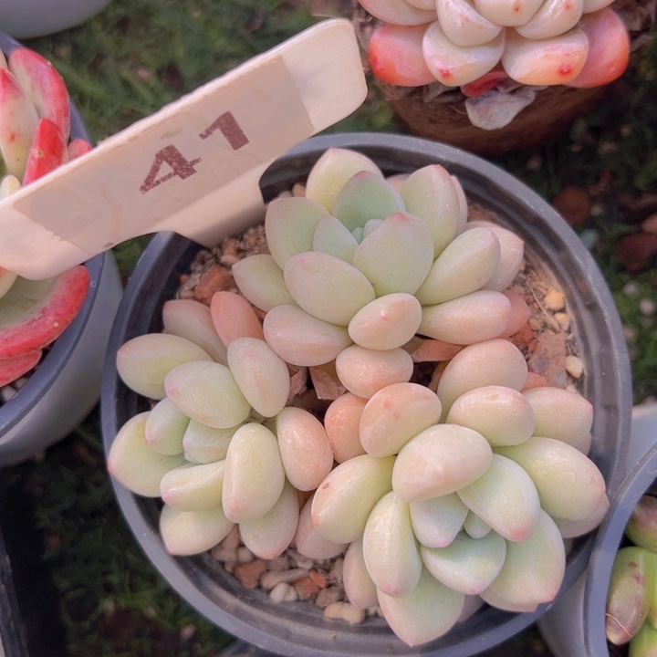 健健康康平平安安