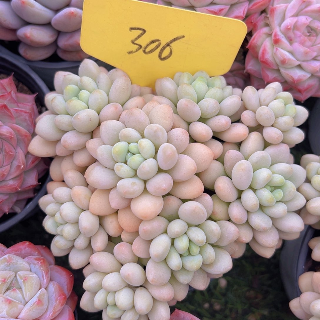 香玉的故事是一个人的故事吗我