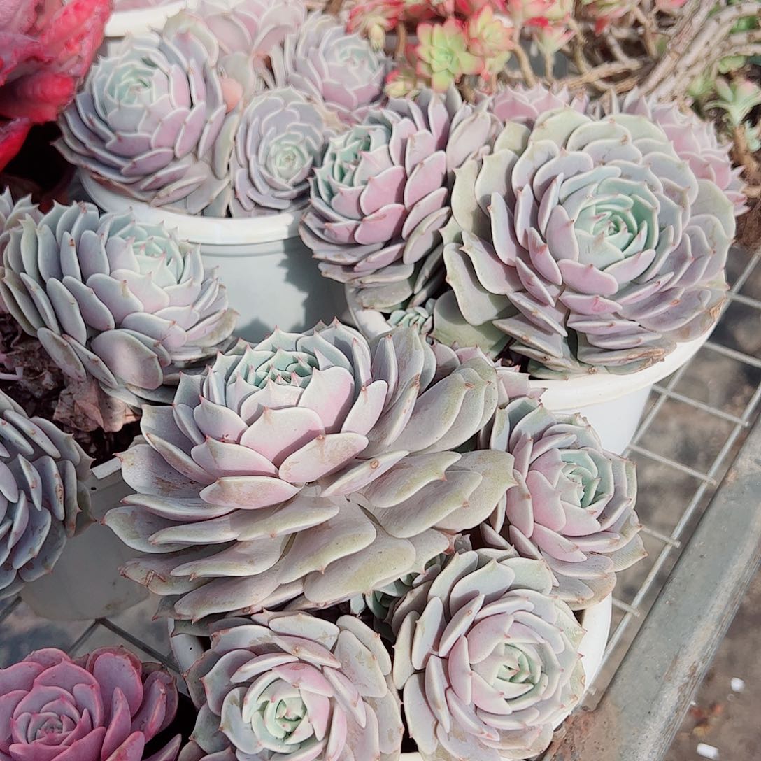 露娜莲多头群生老桩