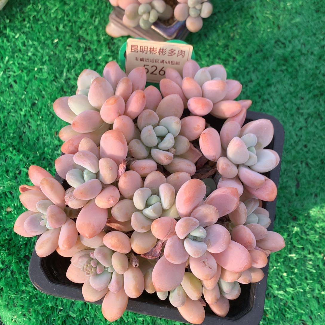 香水洛神矮桩平头526