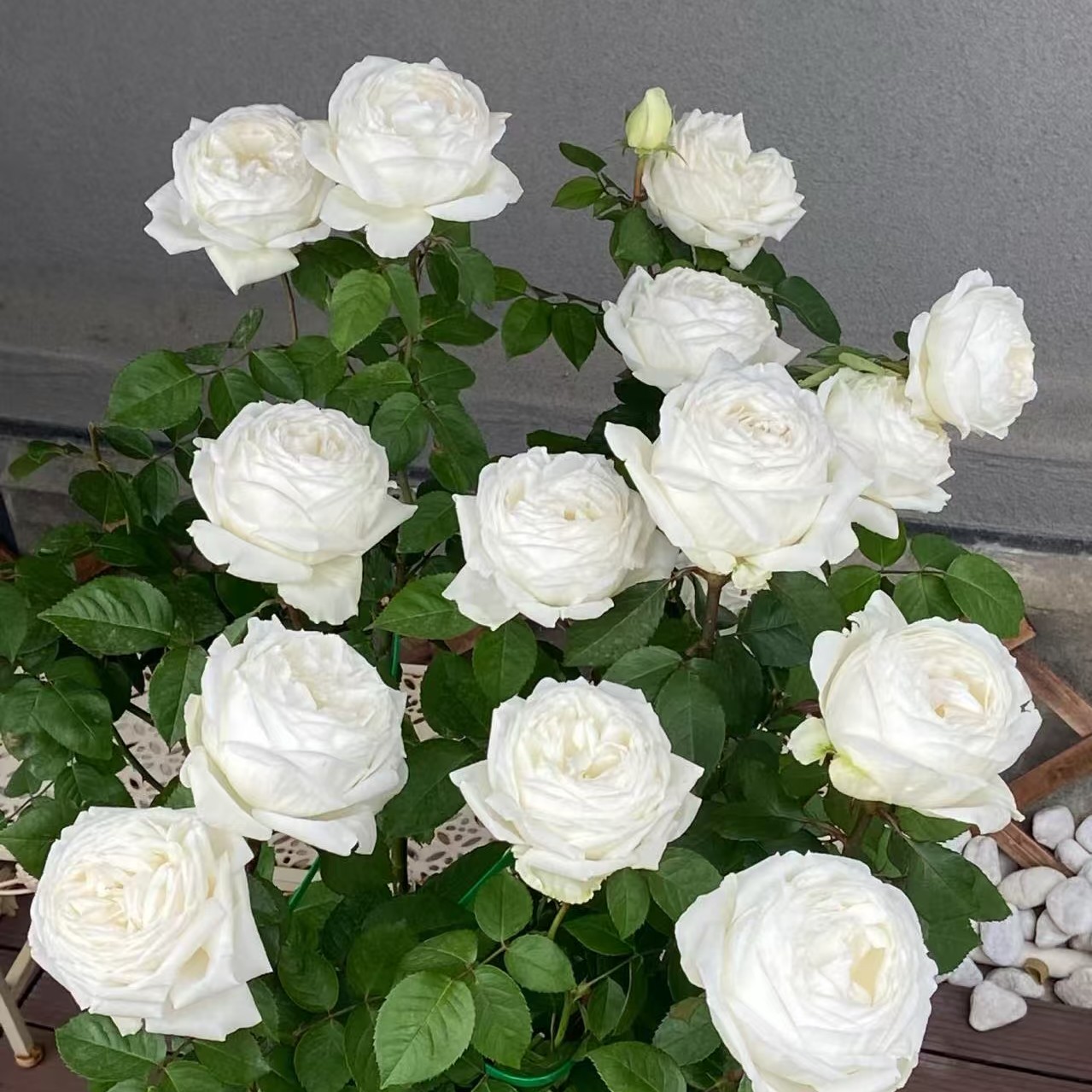 【婚礼之路】根接1+土球发货月季