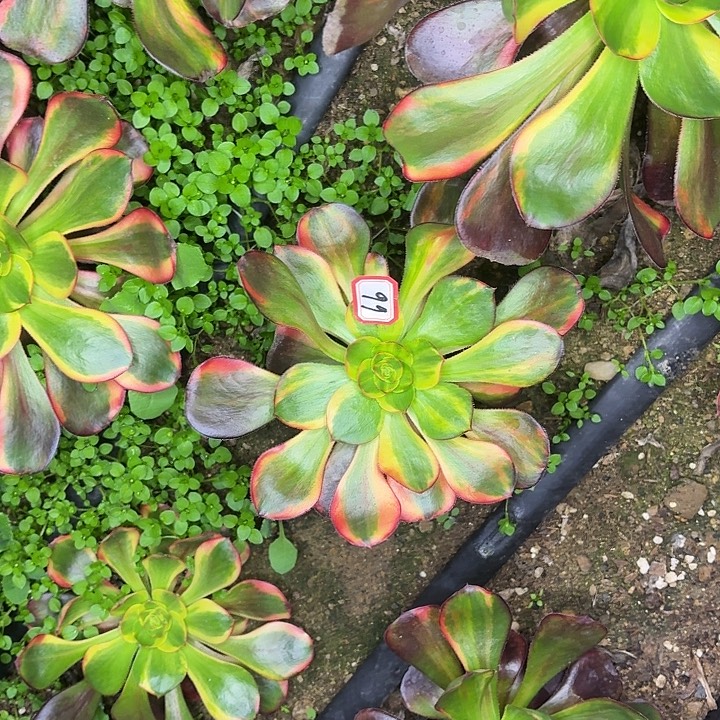 素***装巫毒七彩单头66多肉植物