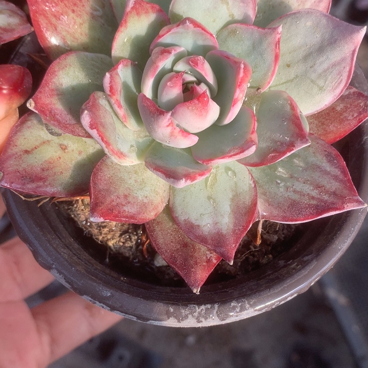 惊鸿 一物一拍。 包邮