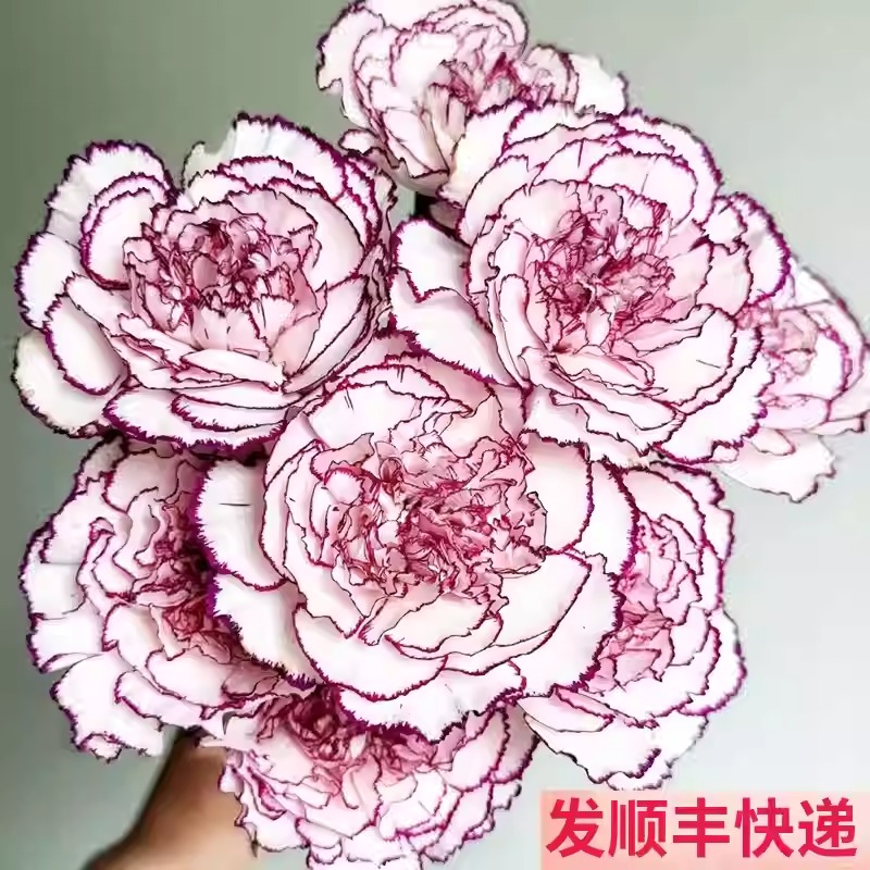 【10支紫精灵康乃馨】鲜花基地直供花卉市场批云南鲜切花教师节花束送花 家居生活鲜花批发