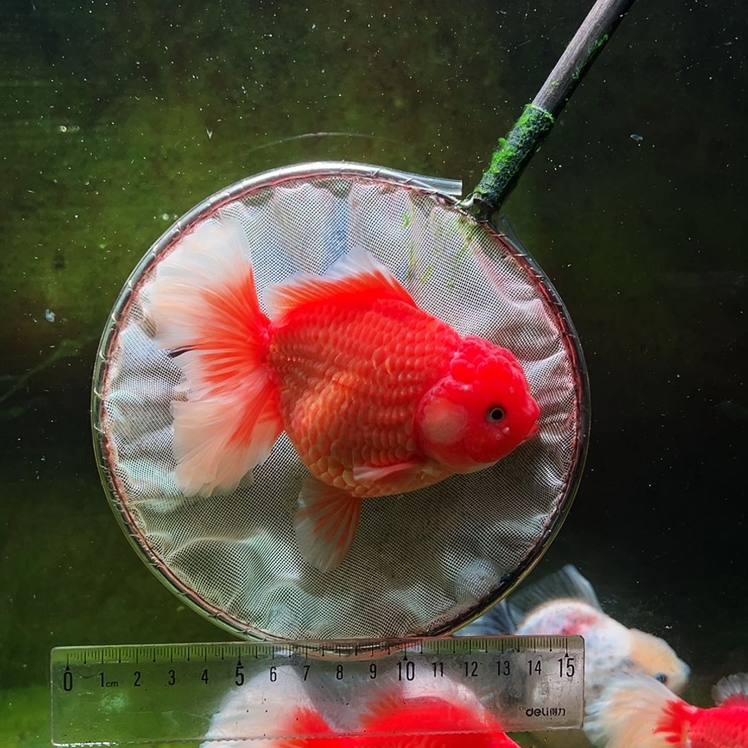 金鱼冷水金鱼百褶泰狮