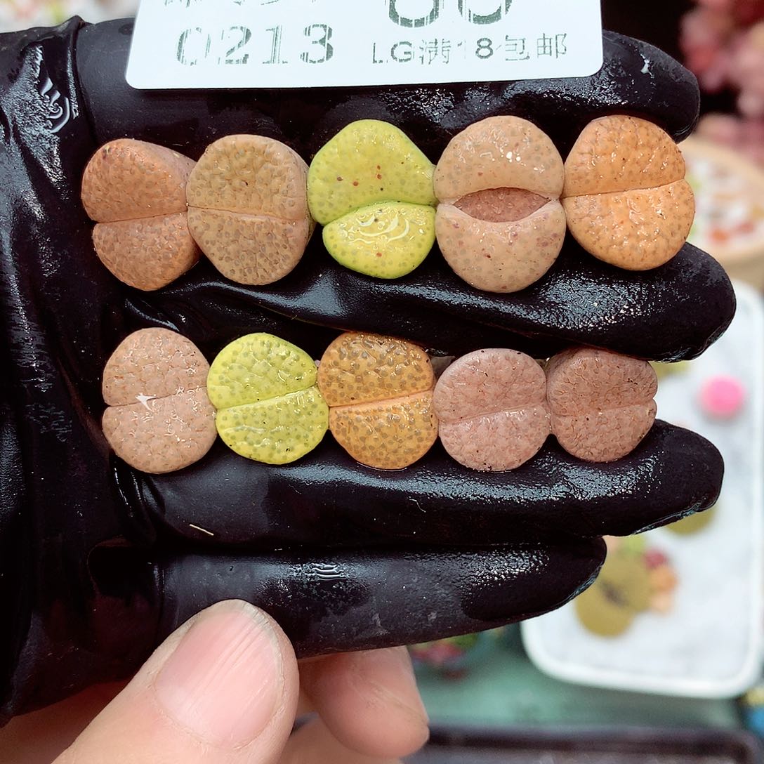 郎哥多肉生石花13-60