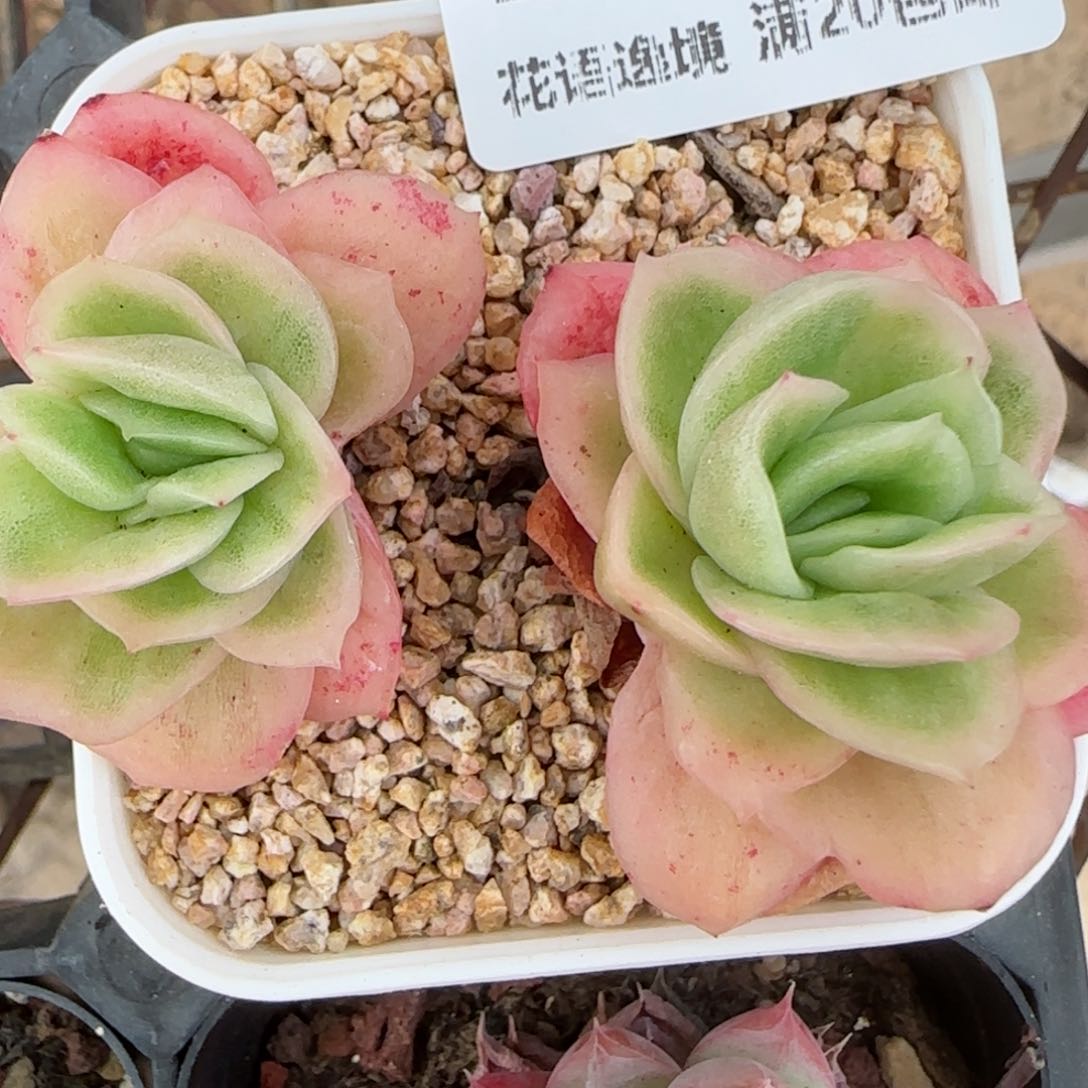 花语逸镜0214-224