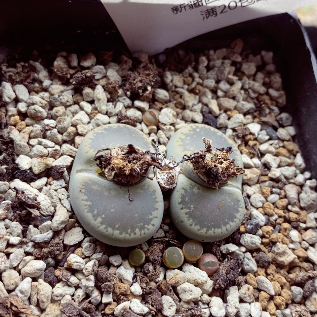 我的小姐姐们都是我399